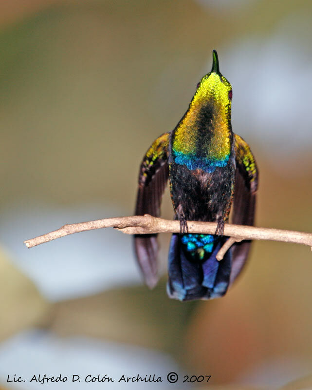 Colibri falle-vert