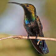 Green-throated Carib