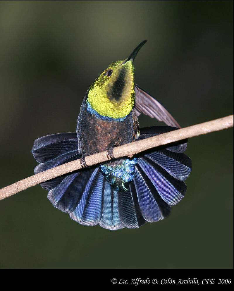 Colibri falle-vert