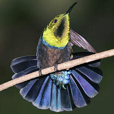 Colibri falle-vert