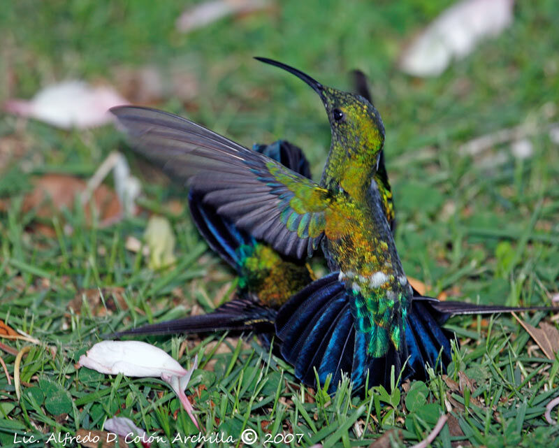 Colibri falle-vert