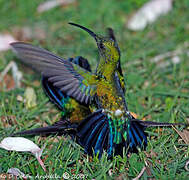 Green-throated Carib