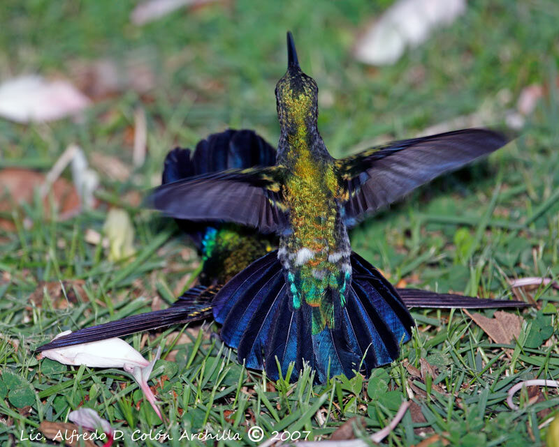 Green-throated Carib