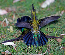 Green-throated Carib