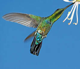 Colibri falle-vert