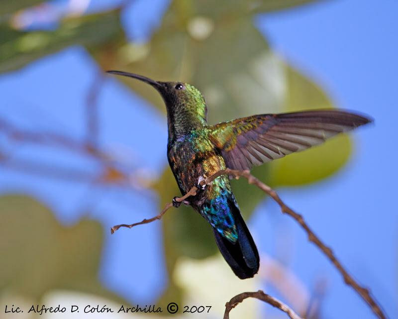 Colibri falle-vert