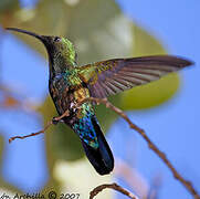 Green-throated Carib