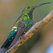 Green-throated Carib