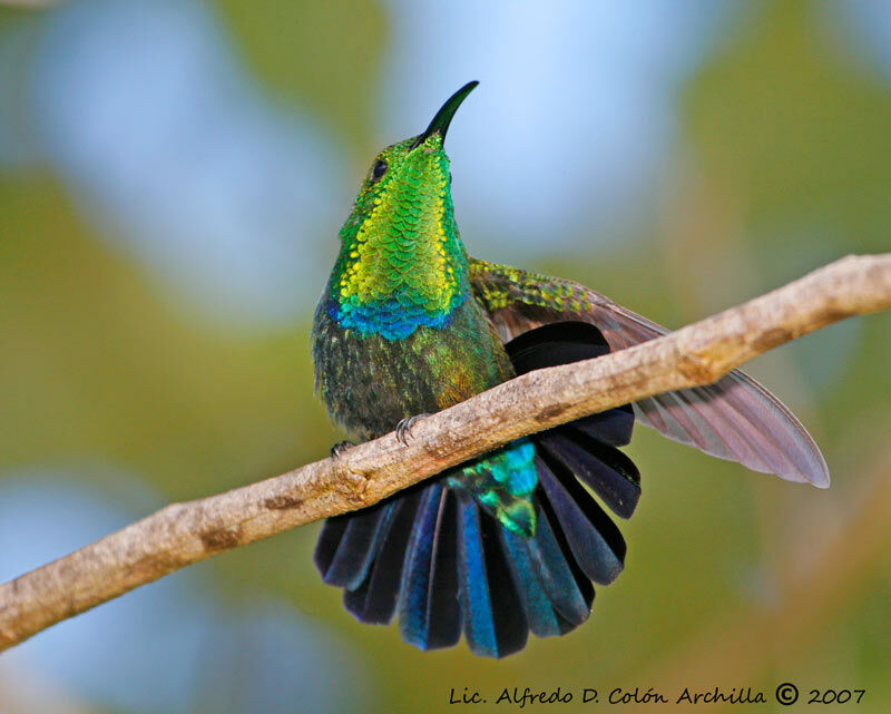 Colibri falle-vert