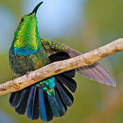 Green-throated Carib