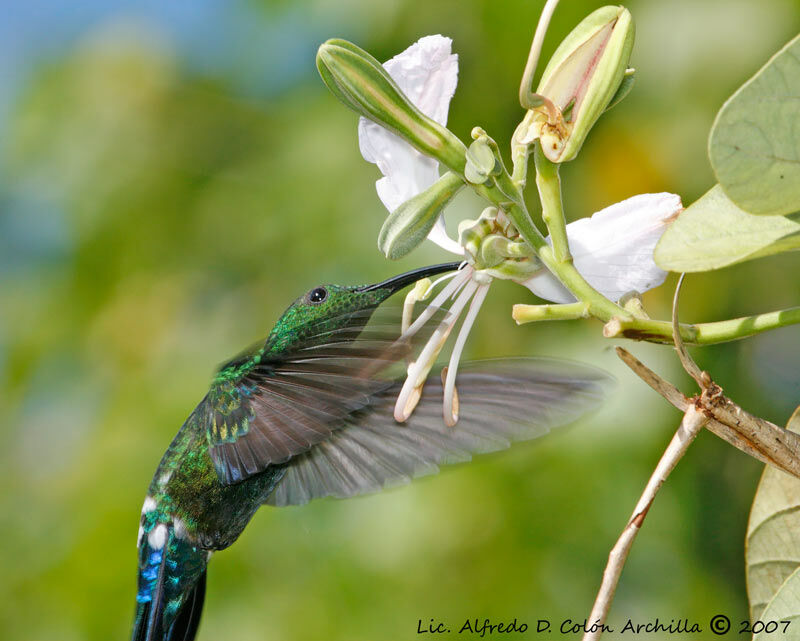 Colibri falle-vert