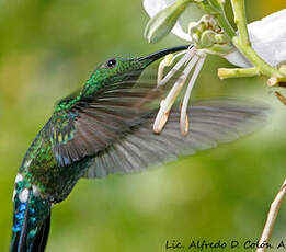 Colibri falle-vert