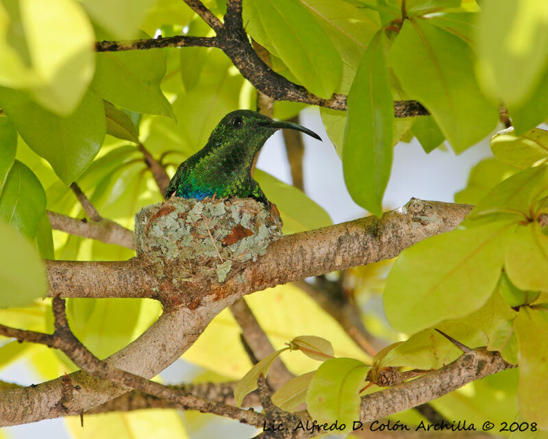 Green-throated Carib