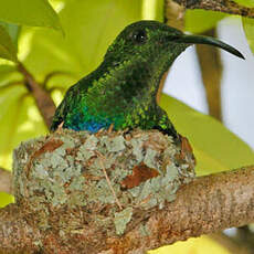 Colibri falle-vert