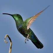 Green-throated Carib