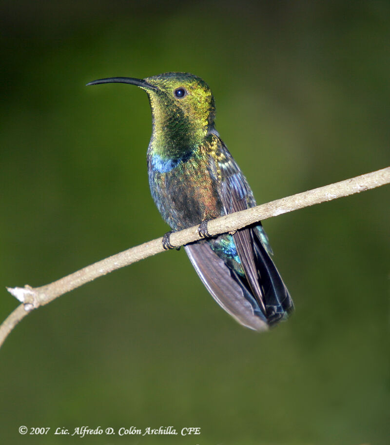 Colibri falle-vert