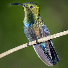 Colibri falle-vert