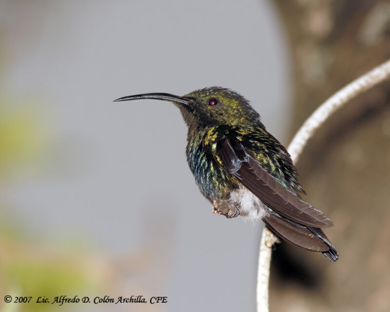 Colibri falle-vert