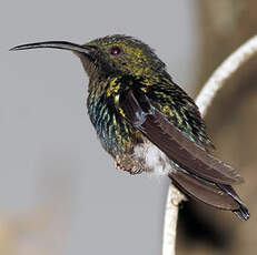 Colibri falle-vert