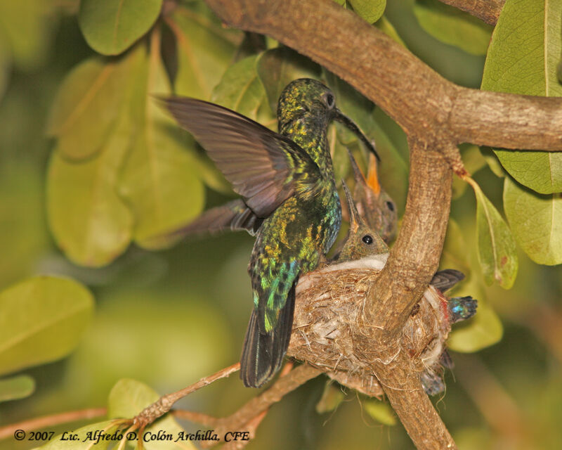 Colibri falle-vert