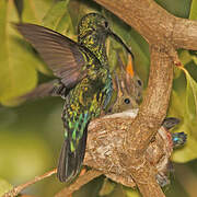 Colibri falle-vert