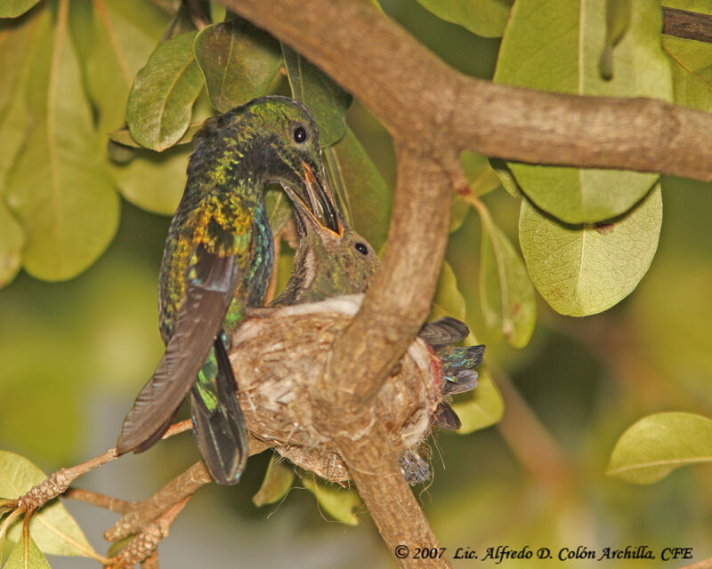 Green-throated Carib