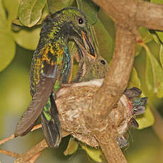 Colibri falle-vert