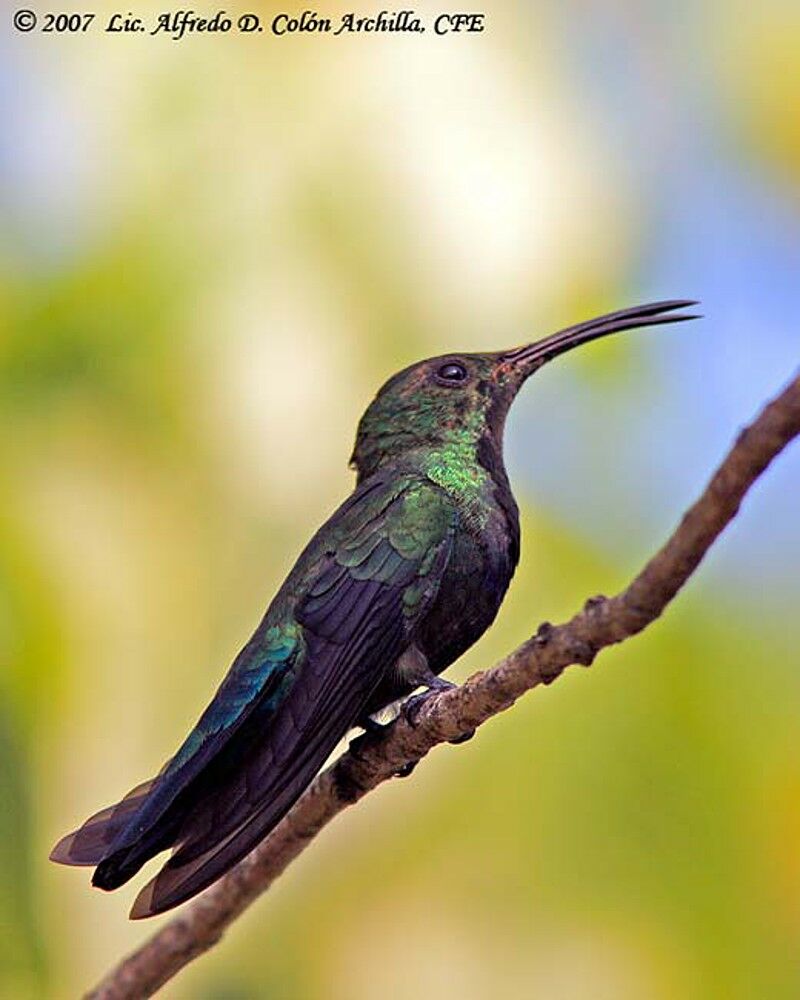 Colibri falle-vert