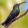 Colibri falle-vert