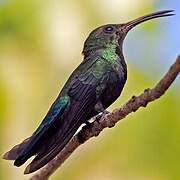 Green-throated Carib