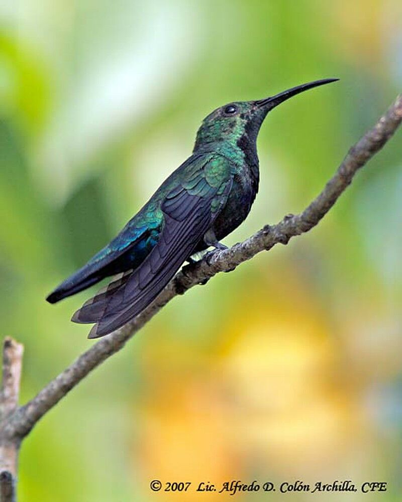 Colibri falle-vert