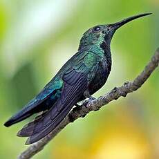 Colibri falle-vert