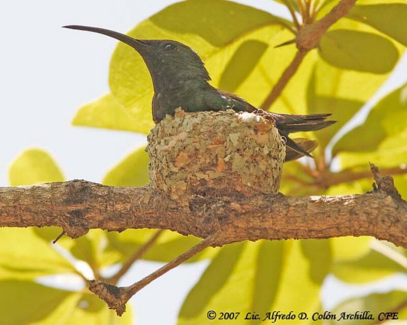 Colibri falle-vert