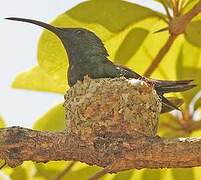 Green-throated Carib