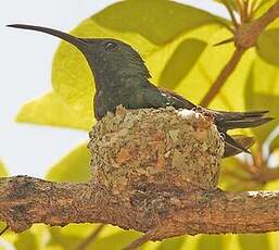 Colibri falle-vert