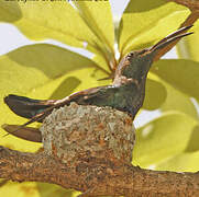 Colibri falle-vert