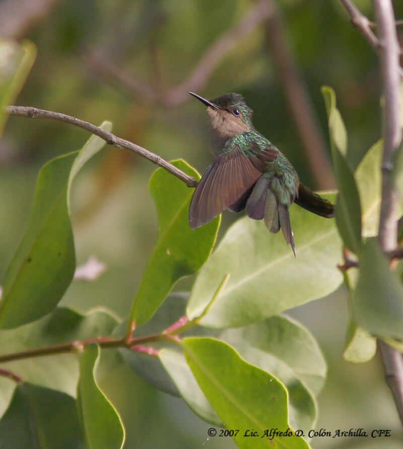 Colibri huppé