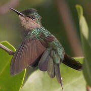 Colibri huppé