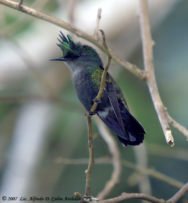 Colibri huppé