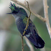 Antillean Crested Hummingbird