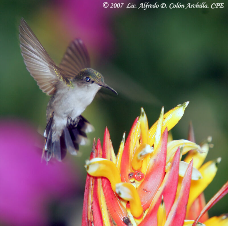 Colibri huppé femelle