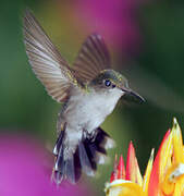 Antillean Crested Hummingbird