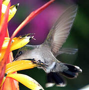 Antillean Crested Hummingbird