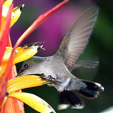 Colibri huppé