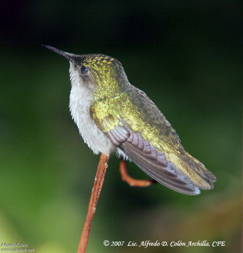 Colibri huppé femelle