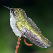 Antillean Crested Hummingbird