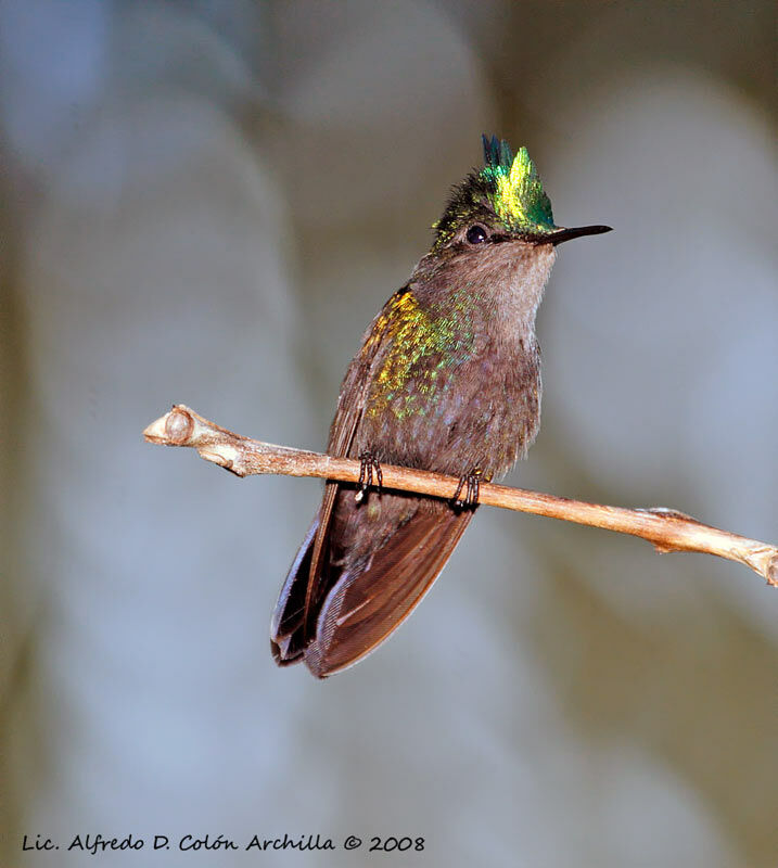 Antillean Crested Hummingbird - Orthorhyncus cristatus - alca50358