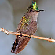 Antillean Crested Hummingbird