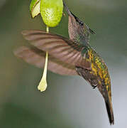 Antillean Crested Hummingbird