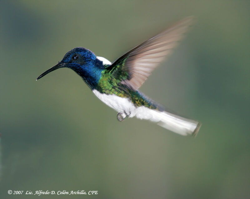 White-necked Jacobin male